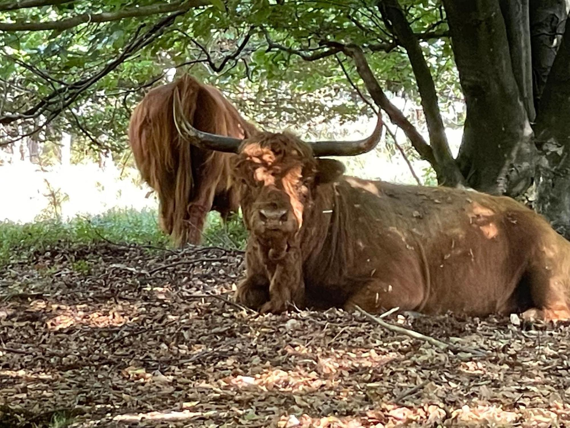 Bed and Breakfast De 4 Seizoenen Loenen Exteriér fotografie